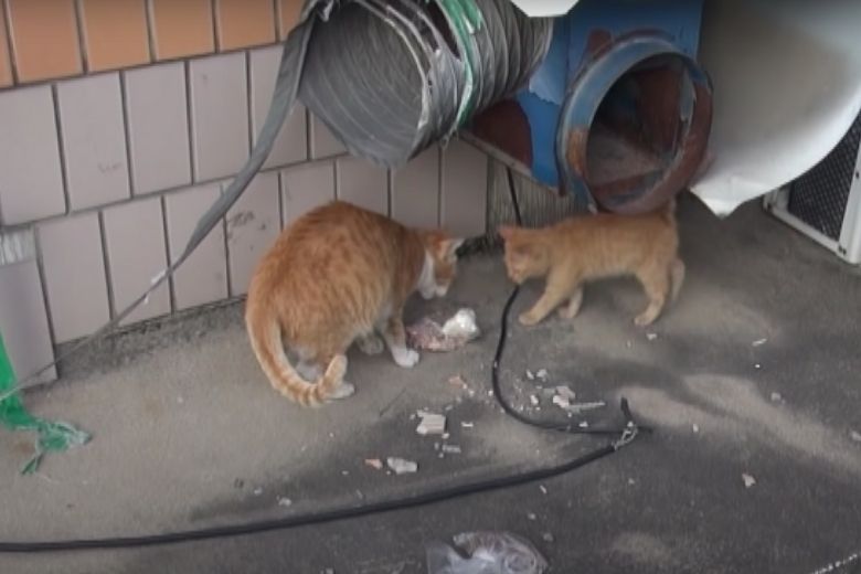 Deze dakloze kat neemt alleen eten uit een zakje aan en de reden is ontroerend 