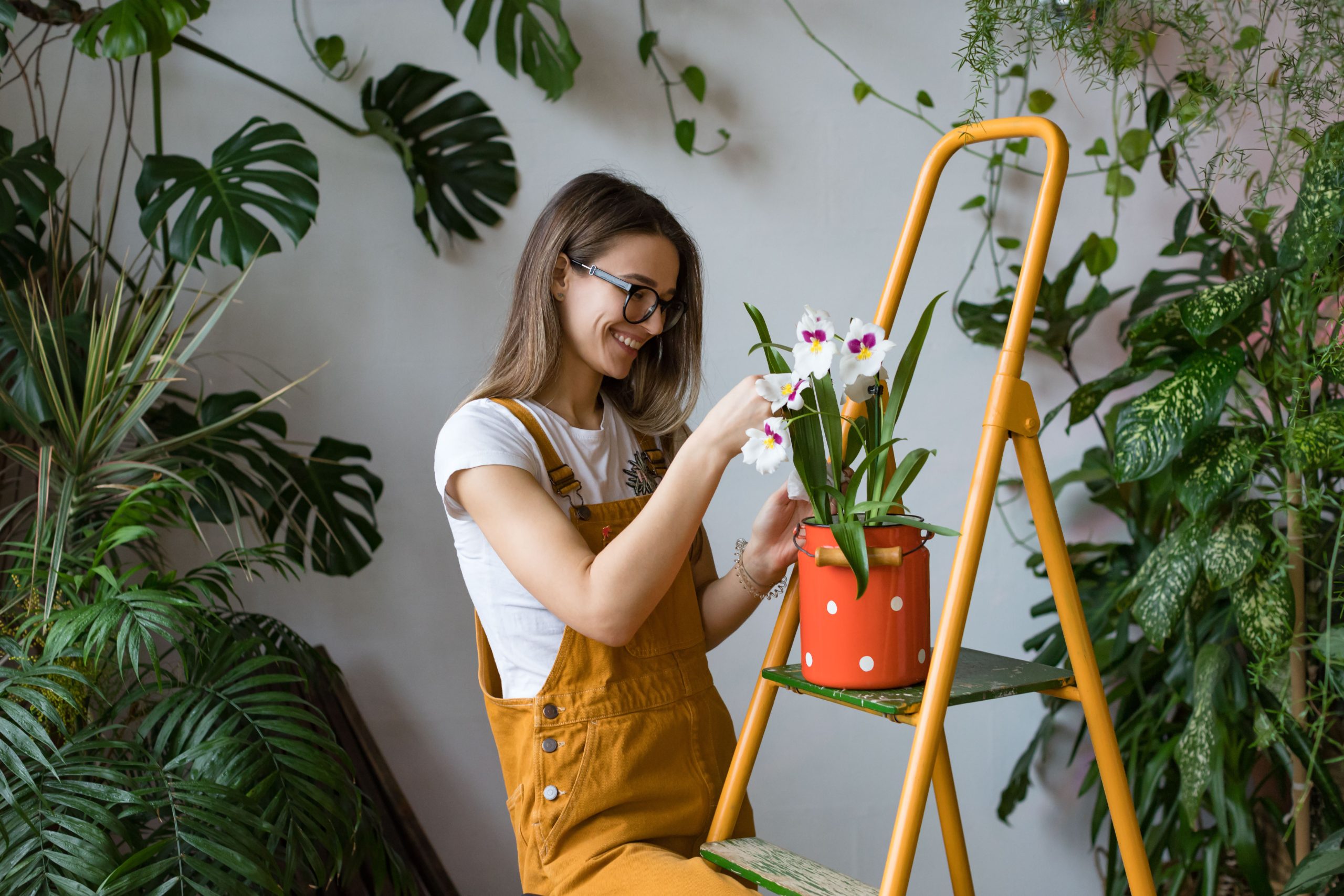 Groeit je orchidee alleen bladeren en wortels? Zo krijg je haar eindelijk weer in bloei