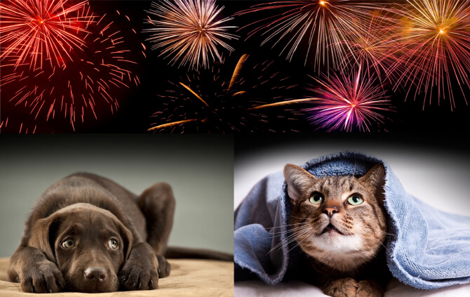 Vuurwerk en huisdieren betekent stress... Niet met DEZE tips, help je huisdier stressvrij oudejaarsavond door!
