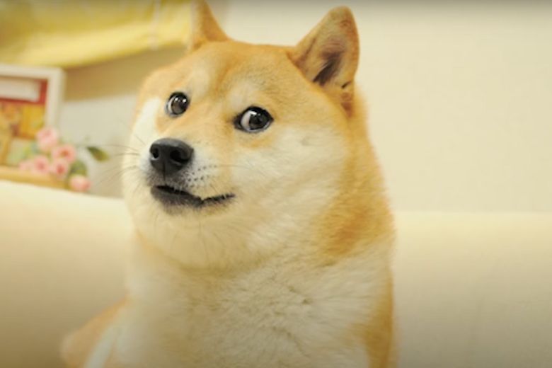 Wereldberoemde hond van internetmemes ernstig ziek