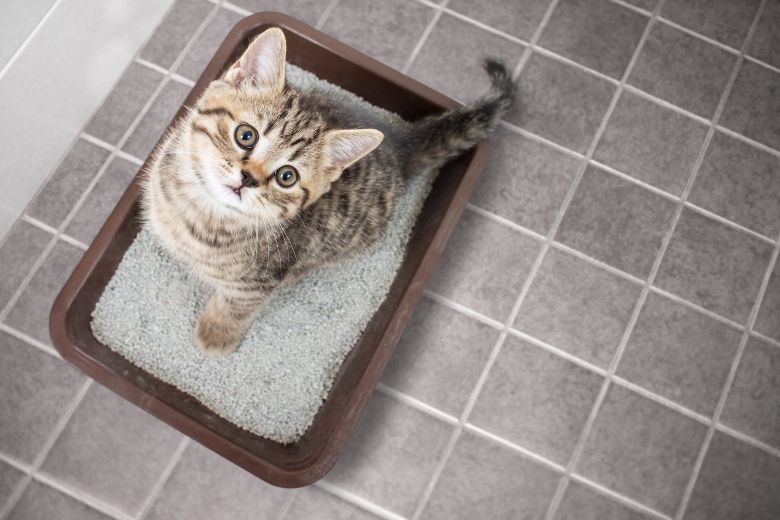 5 dingen waarvoor kattengrit nog meer handig is