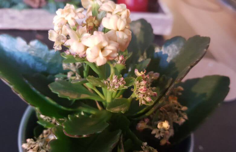 Gaan jouw planten steeds dood? Met deze tips niet meer!