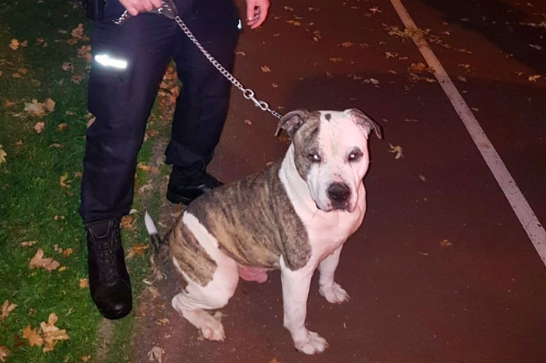 Hond achtergelaten in Rotterdam, de reden is hartverscheurend
