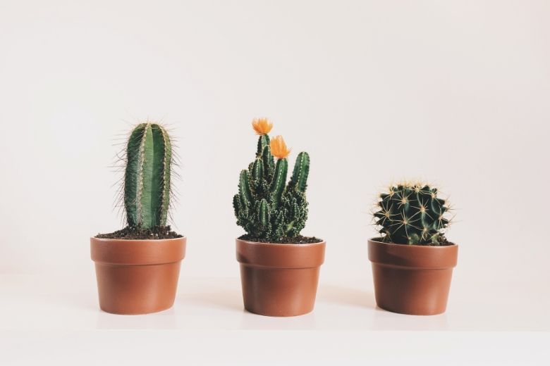 Prikkelende planten: zó moet je een cactus verzorgen
