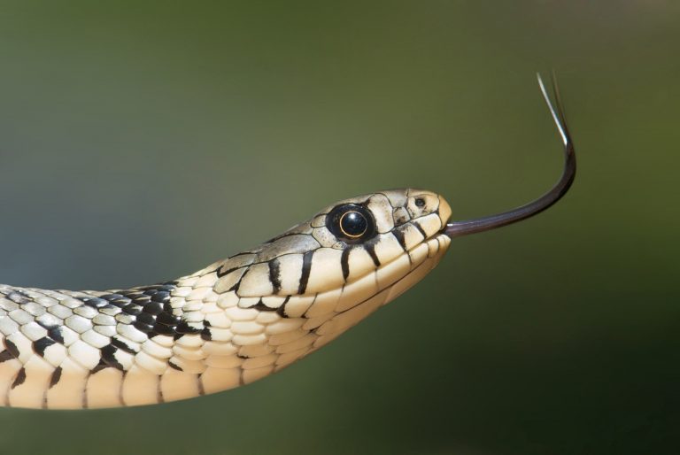 Deze Slang Werd Gespot In Het Wild - Dierenarts Is In Shock Als Hij Zich Realiseert Waarom Hij Zo Groot Is