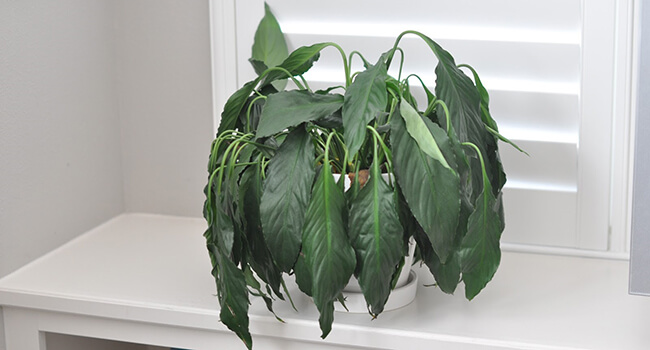 Red je planten van verdrinking met deze super handige tip! Het is echt heel simpel!