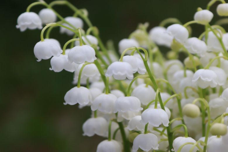 Haal deze 9 planten in huis voor een heerlijke geur