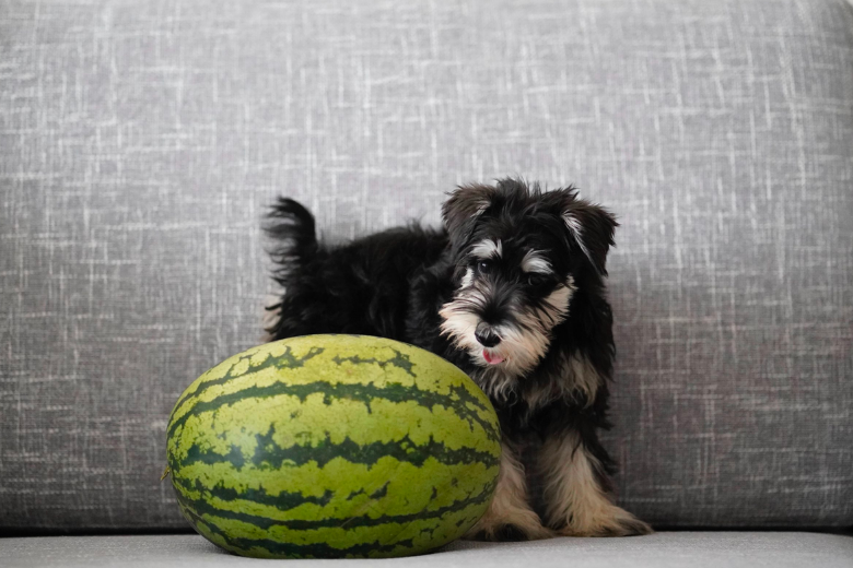 Dit is waarom je je hond eigenlijk veganistisch voer zou moeten geven