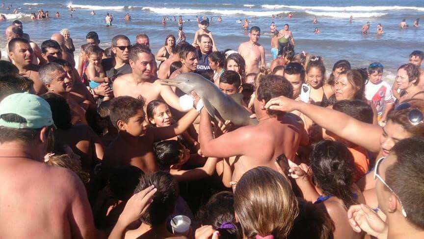 Deze baby dolfijn stierf omdat mensen op het strand zo nodig selfies moesten nemen met het dier. Waar gaat het naartoe?!