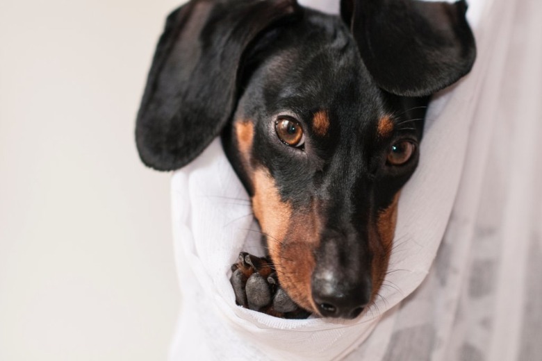 Hartverscheurend: dierenarts geeft dodelijk spuitje aan verkeerde hond