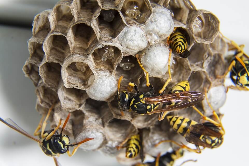 Dankzij dít simpele trucje voorkom je dat wespen een nest bouwen