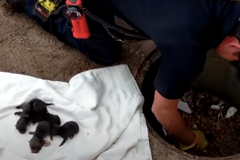 Brandweerteam redt puppy's en doet een bijzondere ontdekking