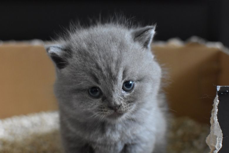 Stinkende kattenbak? Door dit handige huis-, tuin- en keuken middel blijft 'ie veel langer fris