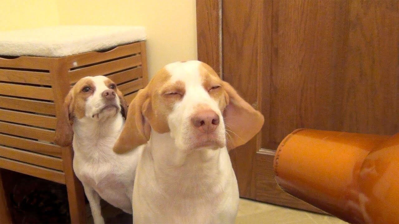 Heeft jouw hond ook lekker gezwommen in de warmte? Zo verhelp je de vieze natte-hond-geur! Dit is handig!