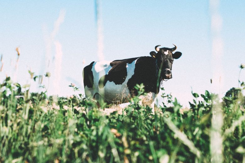Historisch hoge melkprijs is niet per se goed nieuws voor de boeren
