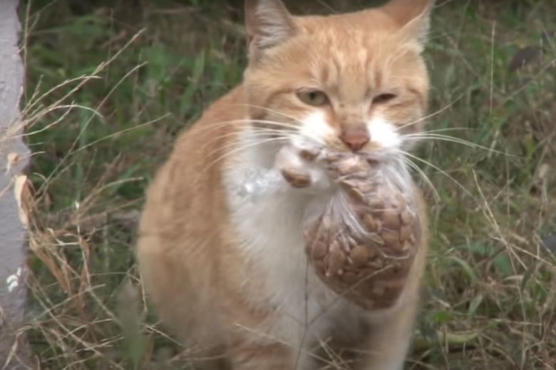 Deze dakloze kat neemt alleen eten uit een zakje aan en de reden is ontroerend 