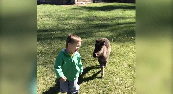 Dit mini-paardje achtervolgt een klein jongetje, wat er dan gebeurt doet je hart smelten!