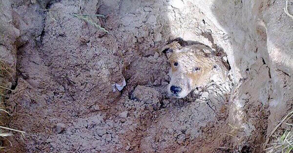 Deze zwerfhond wordt als 'last' gezien en wordt op een wel heel absurde manier weggewerkt. Absurd verhaal!