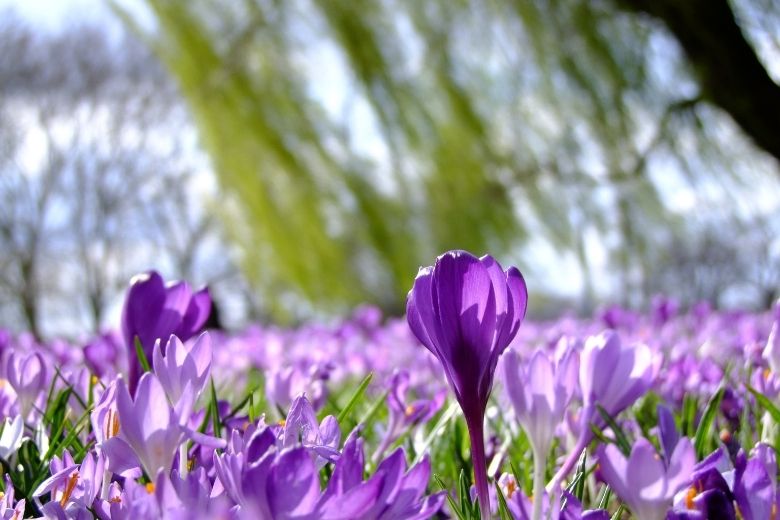 Hooikoortspatiënten opgelet: dit weekend alweer veel pollen