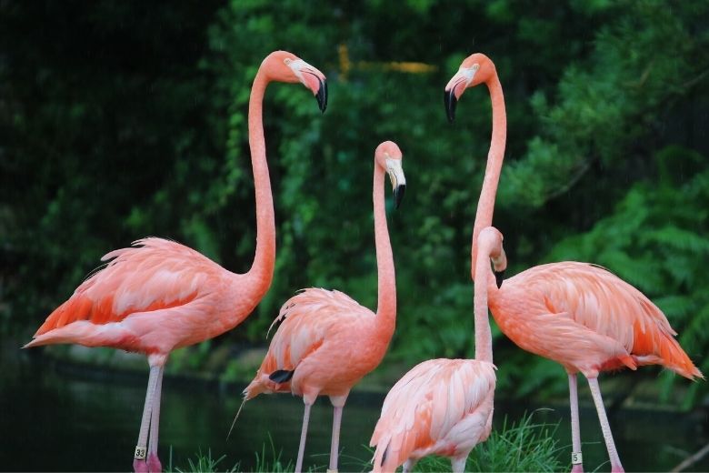 Klanten Intratuin geschrokken door verblijf levende flamingo’s