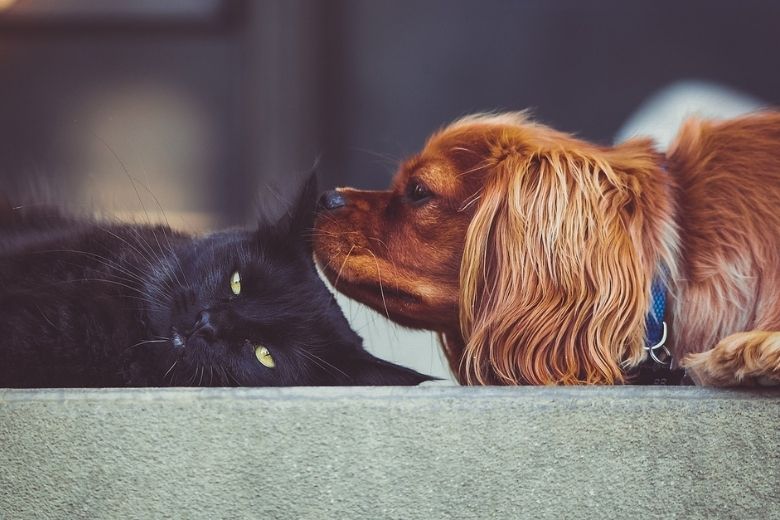 Overal in je huis dierenhaar? Dit is wat je eraan kunt doen