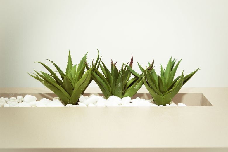 Déze kamerplanten zullen je slaap positief beïnvloeden