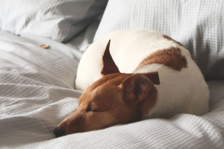 Van drukke pup tot luie lobbes: zoveel slaap heeft je hond echt nodig
