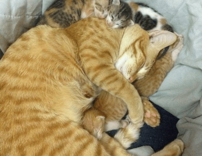Ongelofelijk schattig... Deze vader-kat laat zien hoeveel hij van zijn pasgeboren kittens houdt!