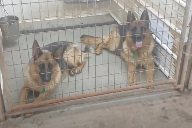 Volwassen hond ziet eruit als een puppy