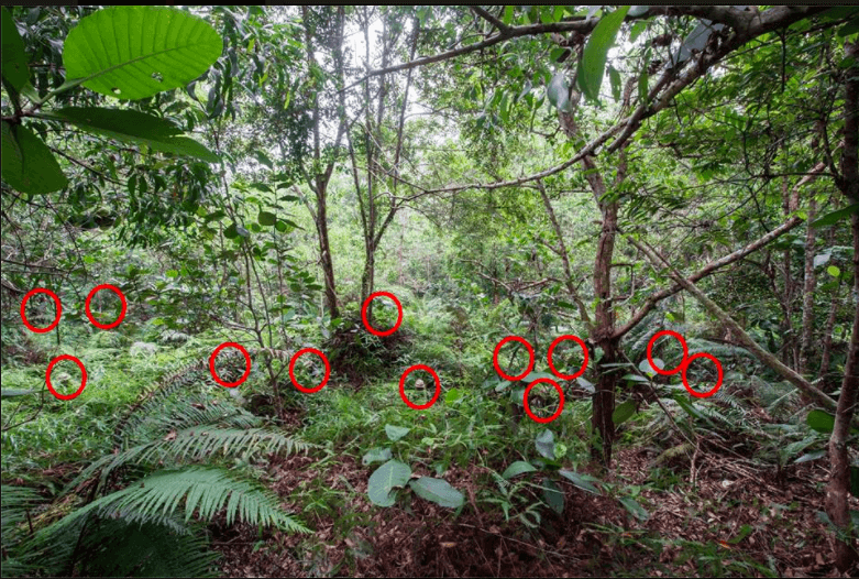 Spot jij de twaalf perfect gecamoufleerde mannen in deze woeste jungle? Deze is pittig, succes!