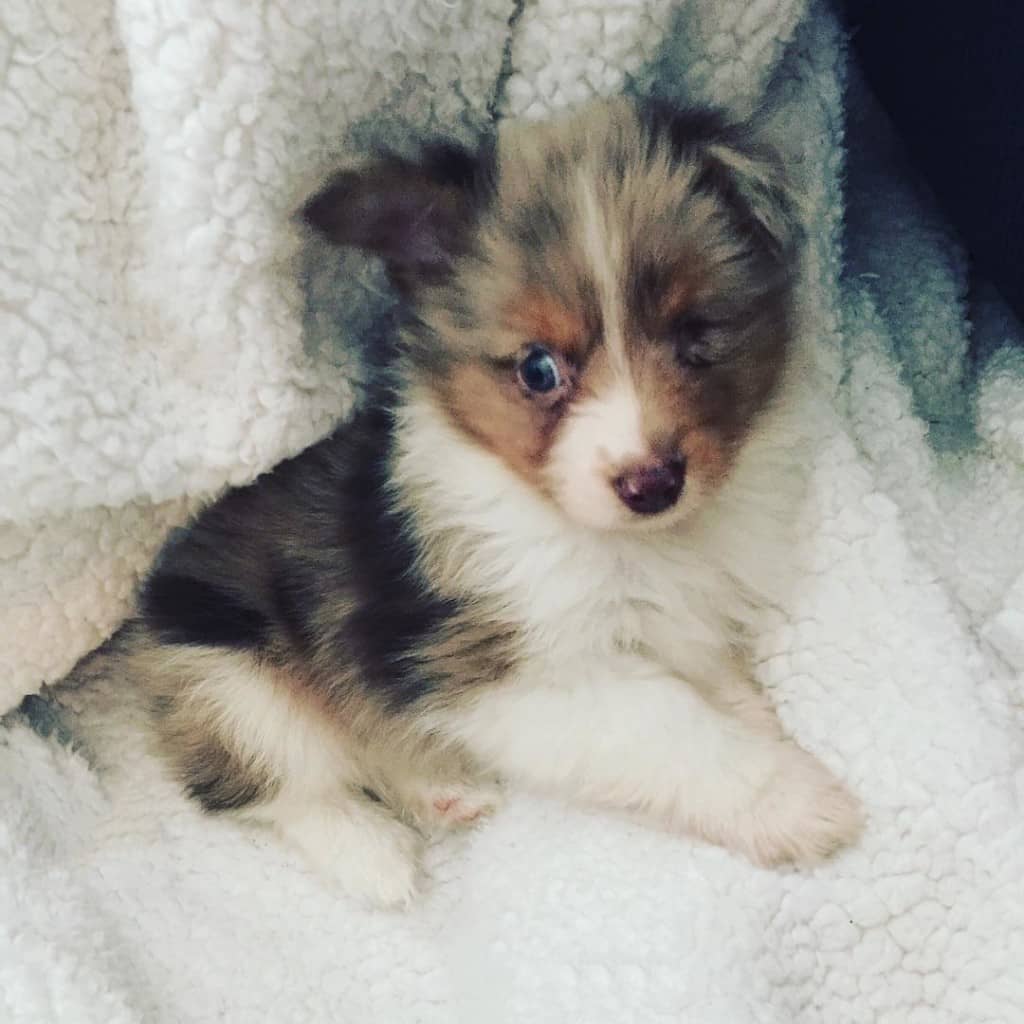 Dit hondje wat niemand wilde hebben, vond toch een nieuw baasje. Wauw, dit is zo mooi!
