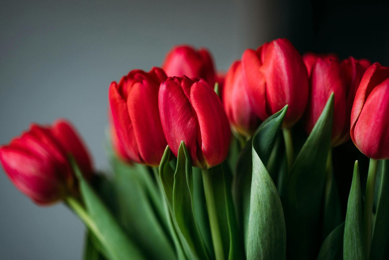 7 tips die ervoor zorgen dat jij zo lang mogelijk van je tulpen geniet