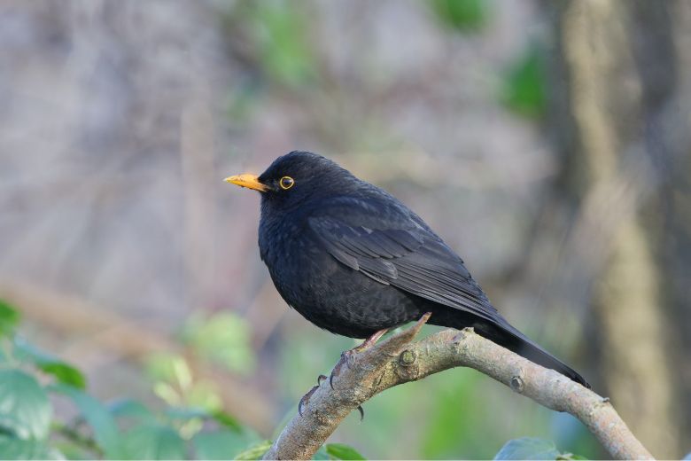 Op deze manier voorkom je dat er vogels tegen je raam aanvliegen