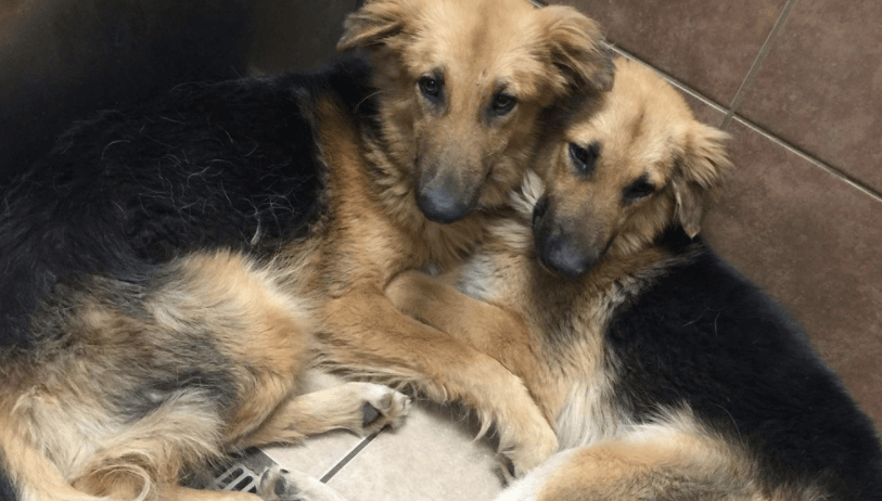 Zakdoeken gereed! DEZE honden vinden steun bij elkaar nadat ze worden gedumpt in het asiel