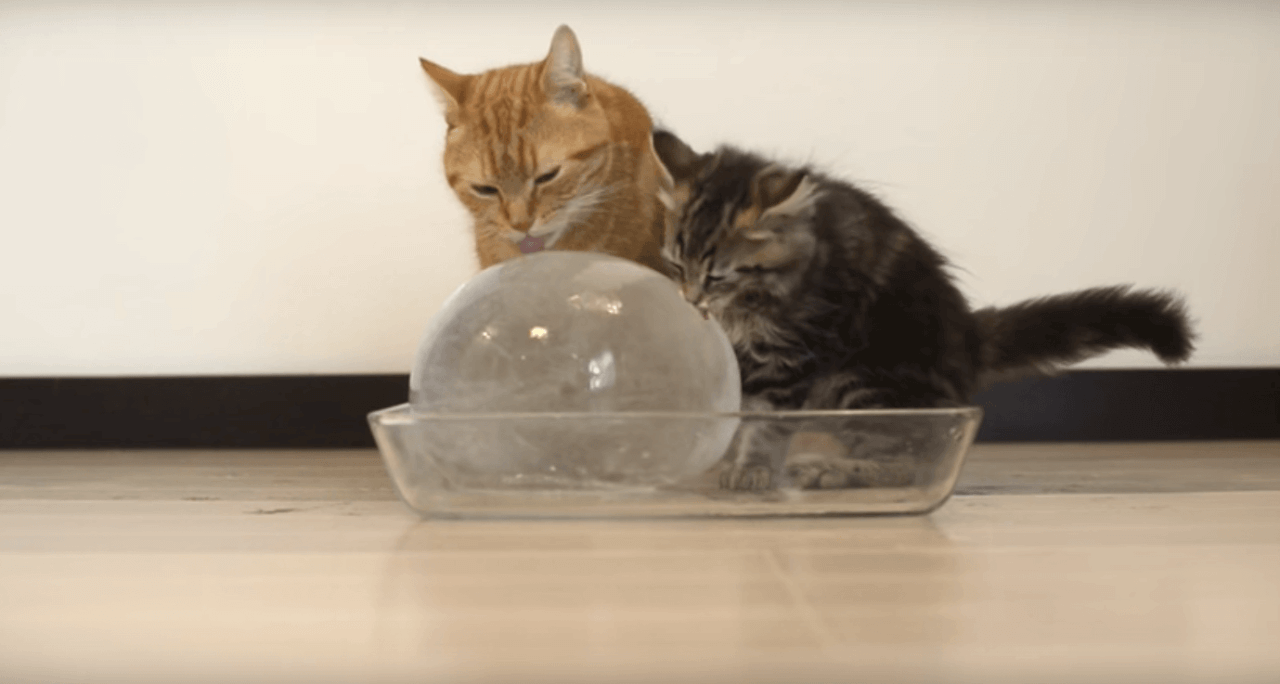 Help je kat de warme dagen door. Dit vinden ze echt geweldig!! Tag iemand met een kat.