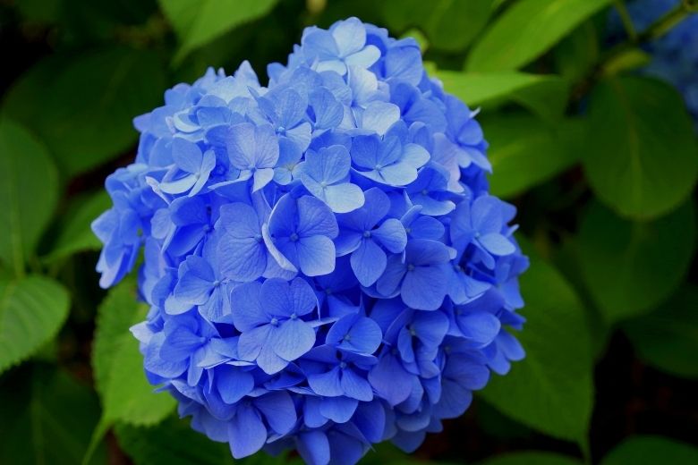 Let op: dieven kunnen mogelijk jouw hortensia's uit je tuin stelen