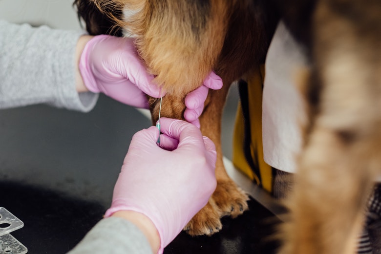 Volwassen hond ziet eruit als een puppy