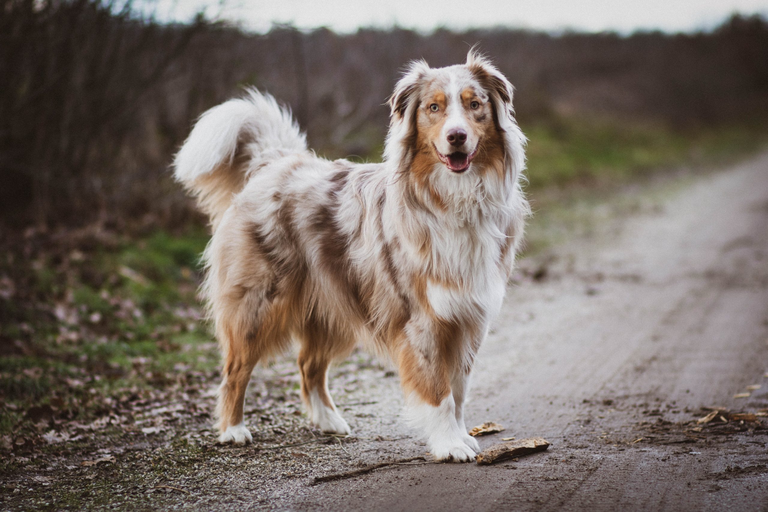 Je hond laten loslopen in deze gebieden kan je vanaf nu een boete tot 700 euro opleveren