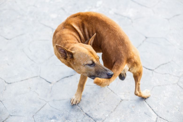 Aha: hierdoor zit je hond steeds zijn staart achterna