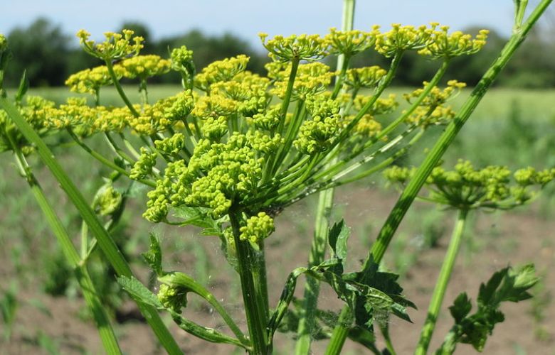 Let op: Deze ogenschijnlijk onschuldige plant kan heel gevaarlijk zijn