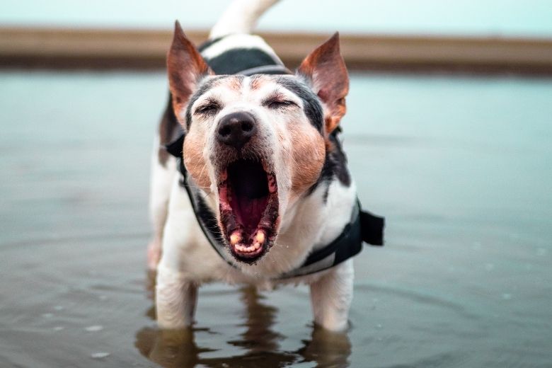 Om deze redenen kan je hond soms agressief reageren als er andere honden in de buurt zijn