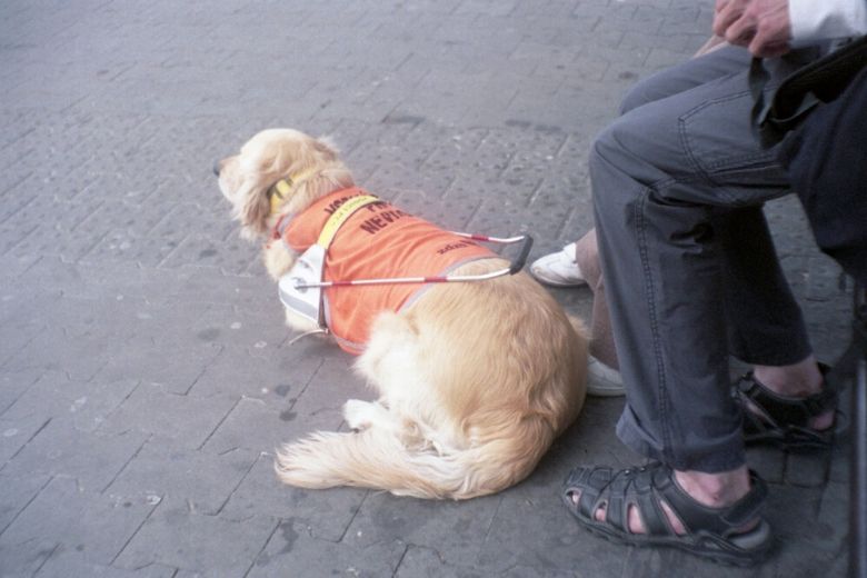 Hulphonden bekogeld met vuurwerk: ‘Een hond heeft de hele middag gebibberd’