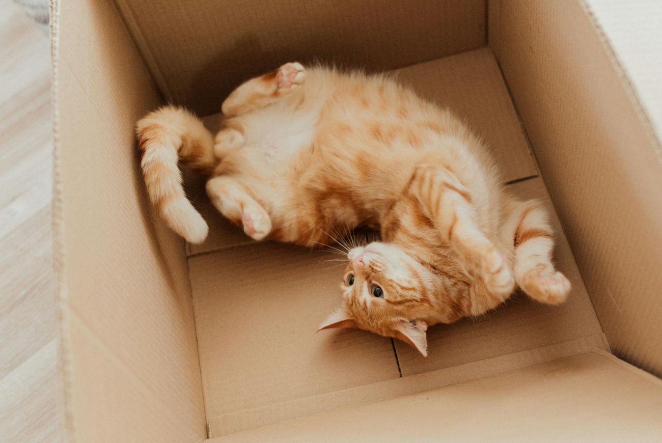 Zielig! Kat werd per ongeluk met post verstuurd