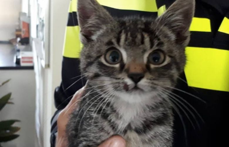 Kitten bij Emmeloord uit auto gegooid en overreden: 'Hij maakt het nu goed'