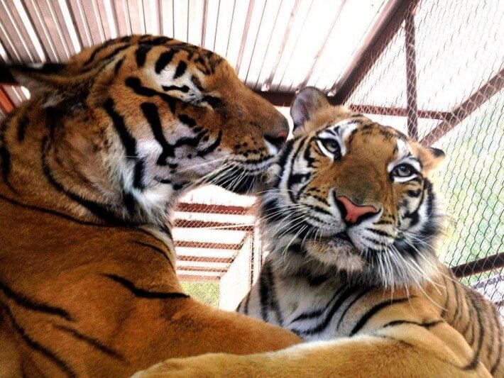 tijger3