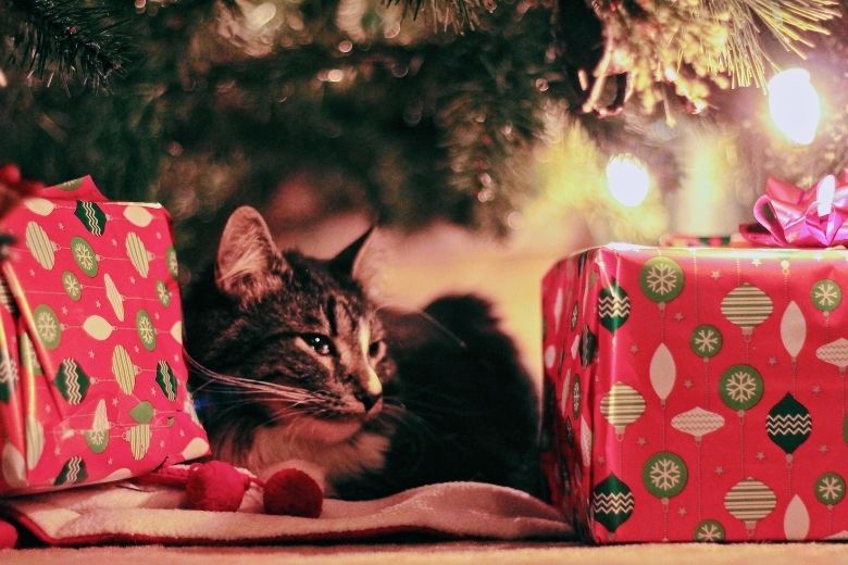 Aftellen met Minoes: Action verkoopt adventskalender voor katten