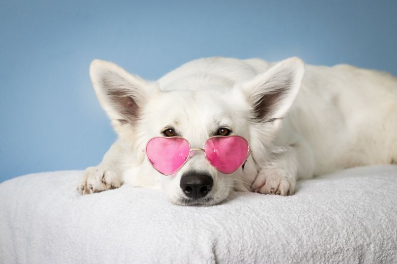 Oudste hond ooit dit weekend 31 jaar geworden