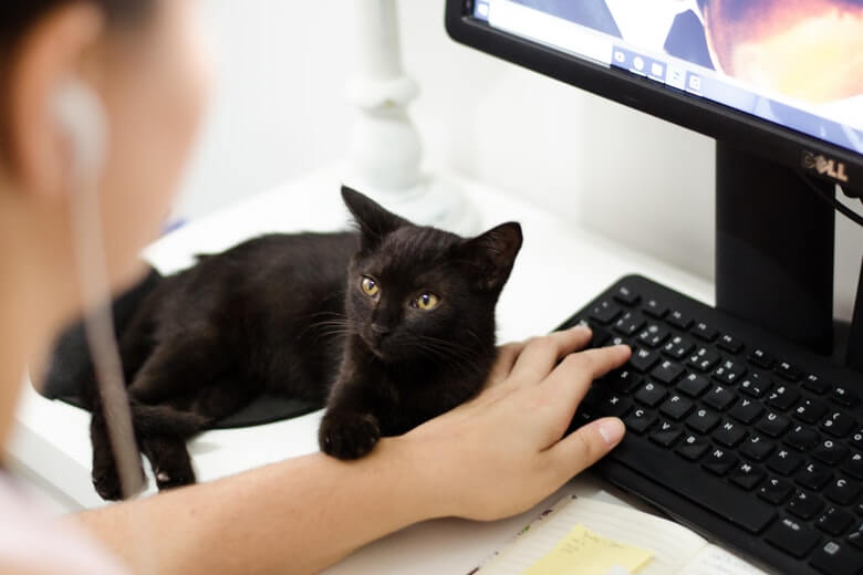 De reden waarom katten altijd op je spullen gaan liggen