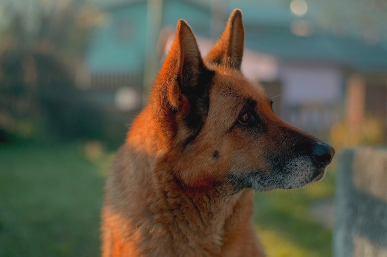 Hartverscheurend: hond wordt levend begraven, maar weet zichzelf uit het graf te graven