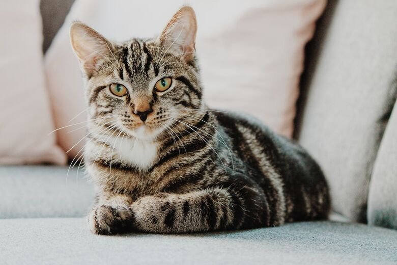 Onderzoek bevestigt: ‘Katten lijken wél om hun baasje te geven’